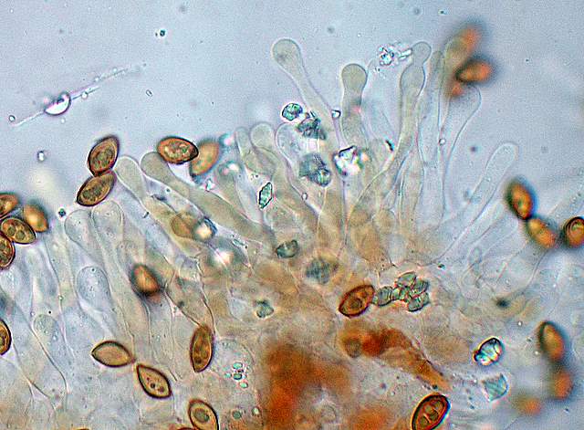 Galerina spec.  Cod.: 1915-07